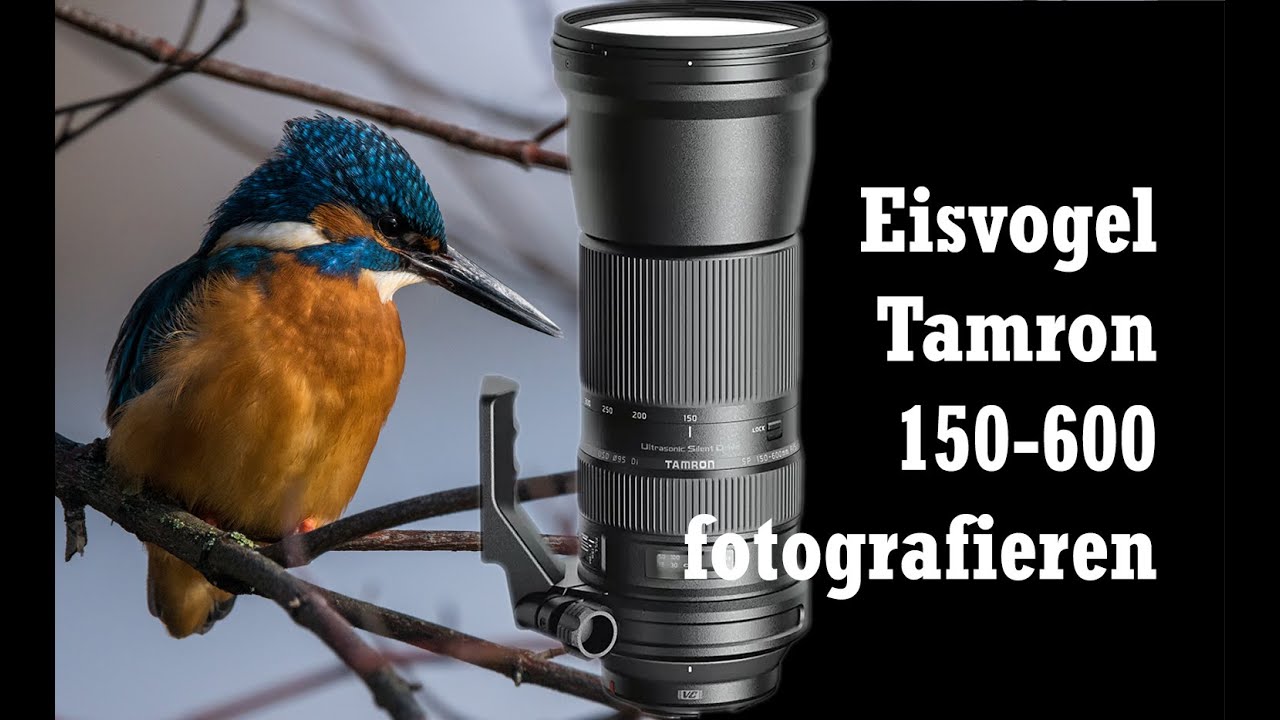 Eisvogel fotografieren mit dem Tamron 150-600 mm Teleobjektiv