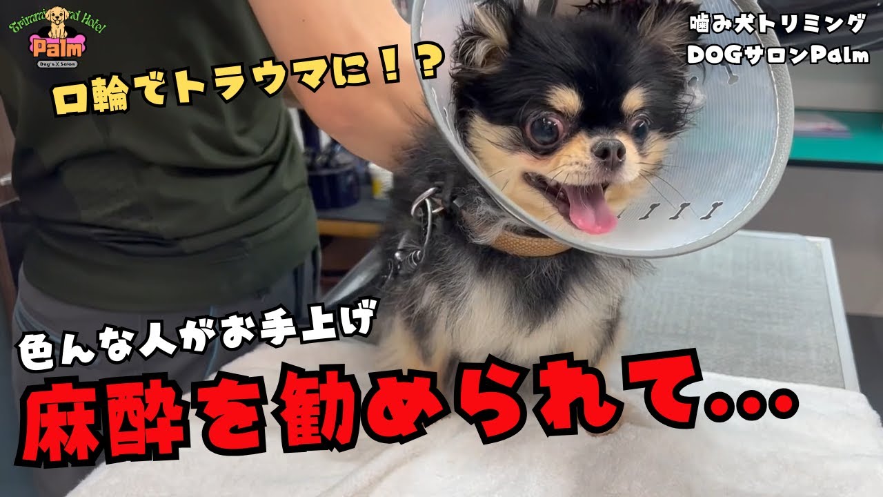 【初来店】本当に麻酔が必要？チワワの噛み犬トリミング！！