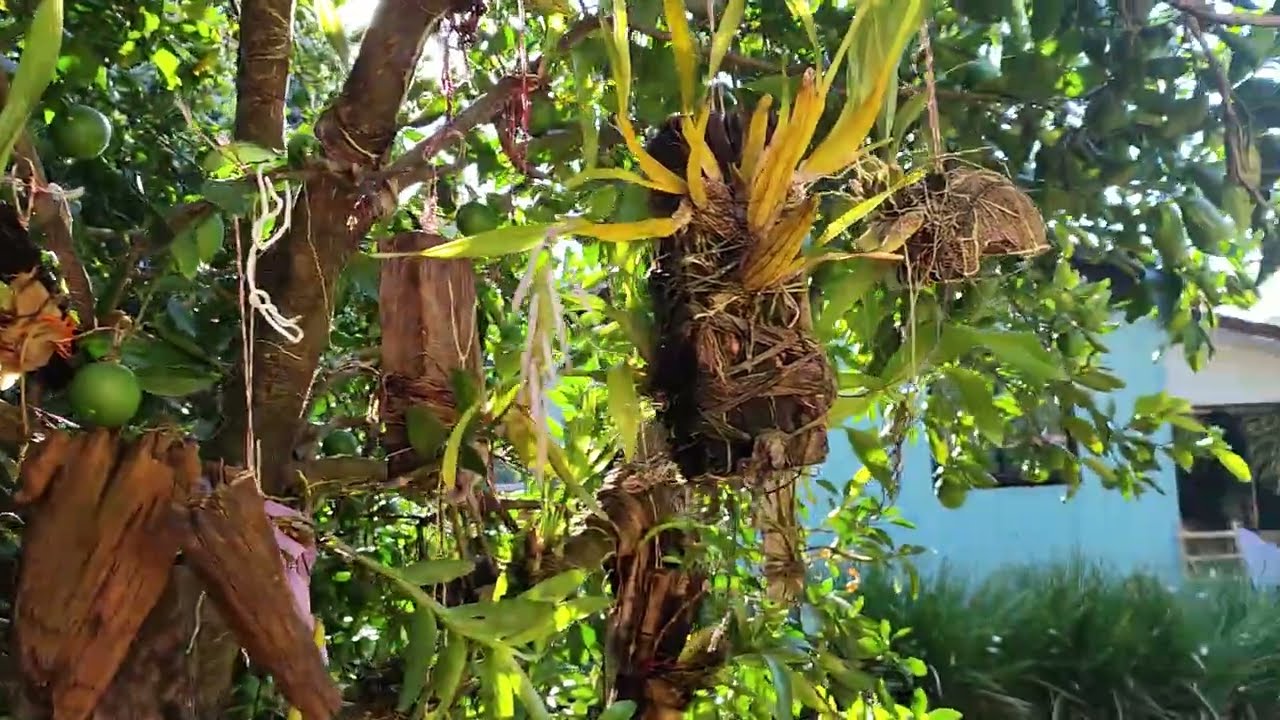 Mostrando um pouco do quintal #garimpo#plantas .
