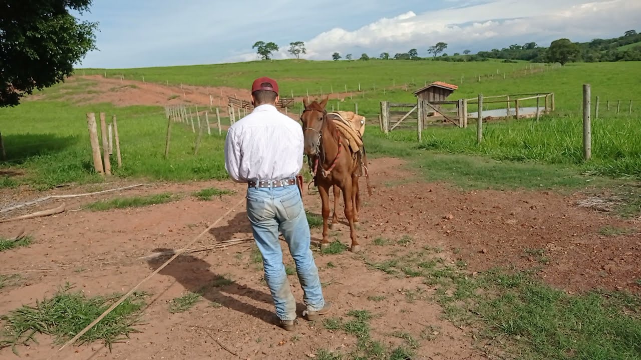 Como ensinar cavalo a segurar boi sozinho #domaracional