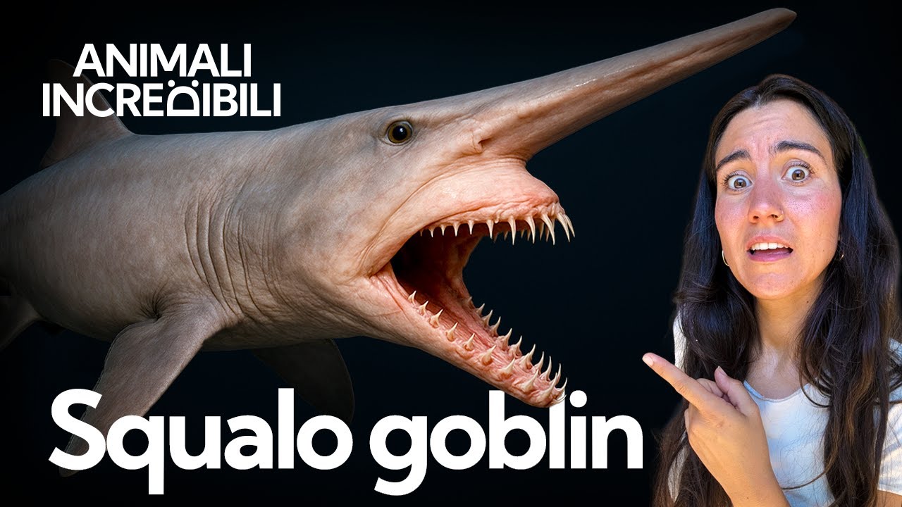 Chi è lo Squalo Goblin e a cosa servono le sue fauci 