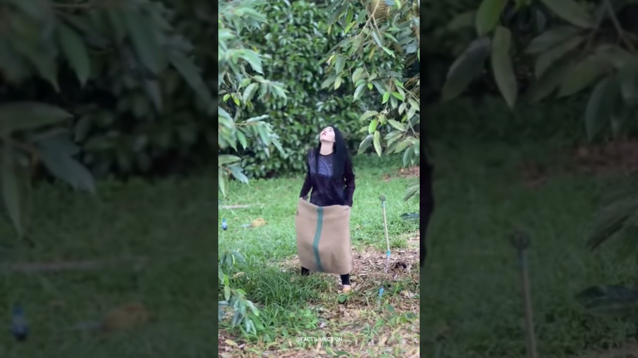 Why is it difficult to harvest durian fruit from the tree? #shorts