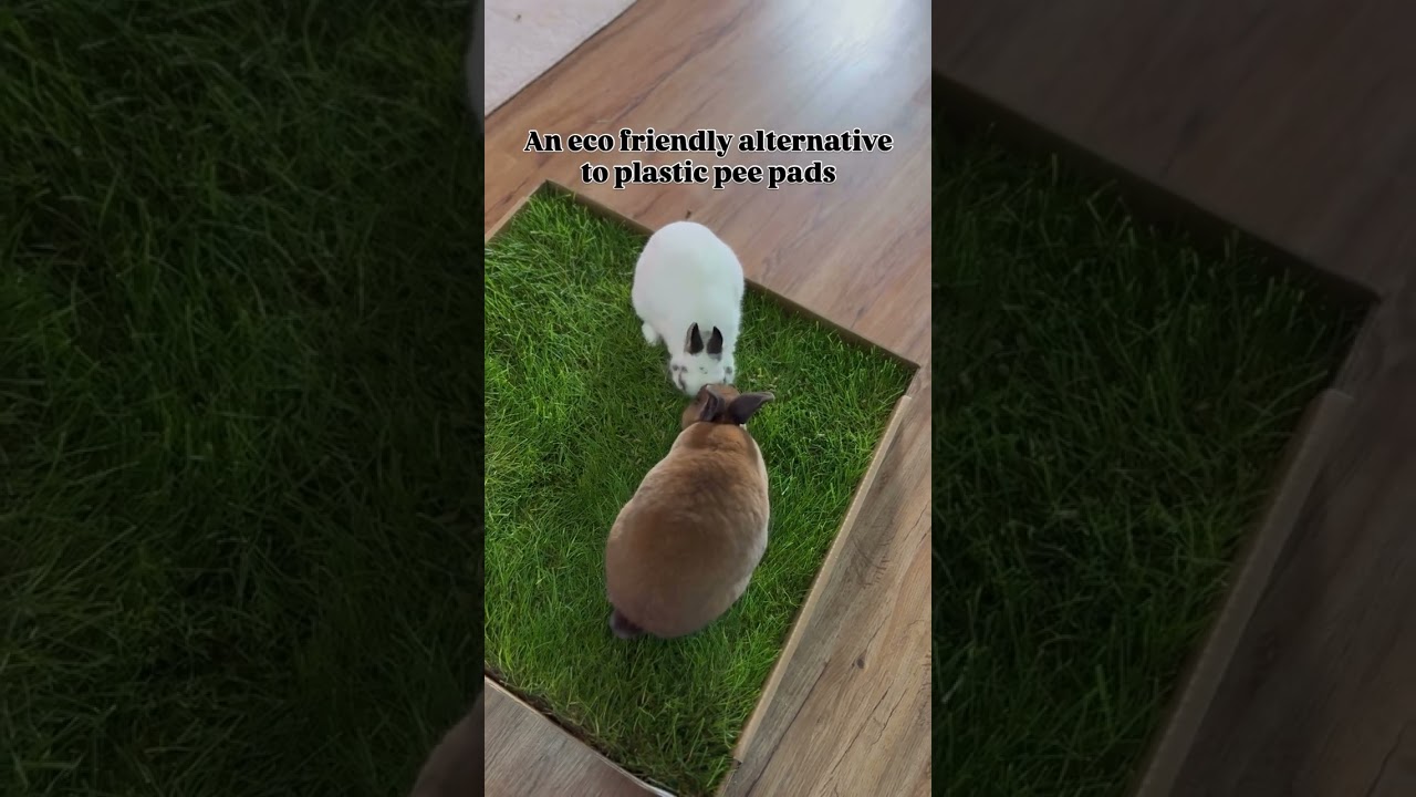 Fresh Grass for Indoor Bunnies!