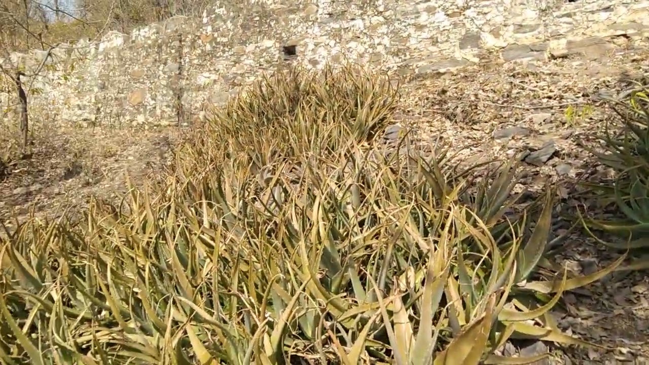Alovera in Nilgiris hill