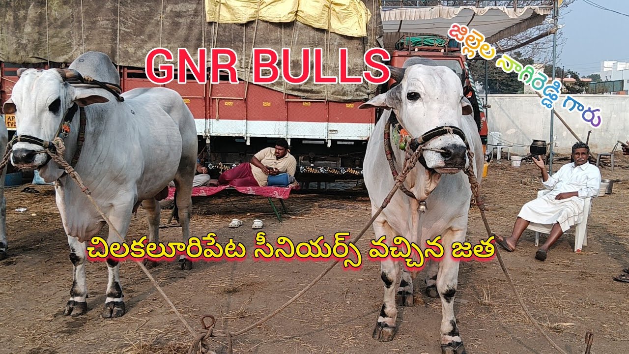 💥చిలకలూరిపేట సీనియర్స్ విభాగానికి వచ్చిన GNR BULLS జిల్లెల్ల నాగిరెడ్డి గారి గిత్తలు 