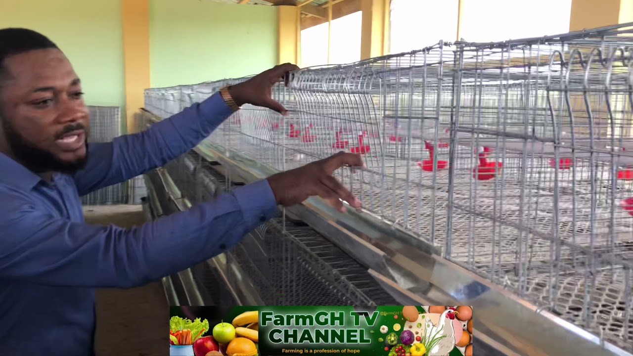 Ghana’s biggest brooding house (Battery Cage systems)