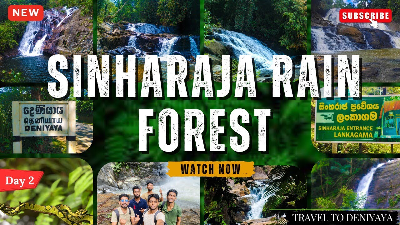 Sinharaja Rain Forest Sri lanka 🇱🇰 (Travel to Deniyaya - Day 02) Vlog 008 #travel #visitsrilanka 