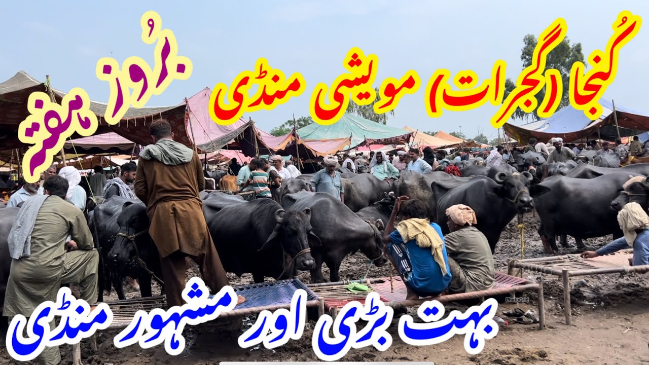 Kunjha (Gujrat) Mandi @ 3-8-2024 || کُنجا مویشی منڈی گجرات