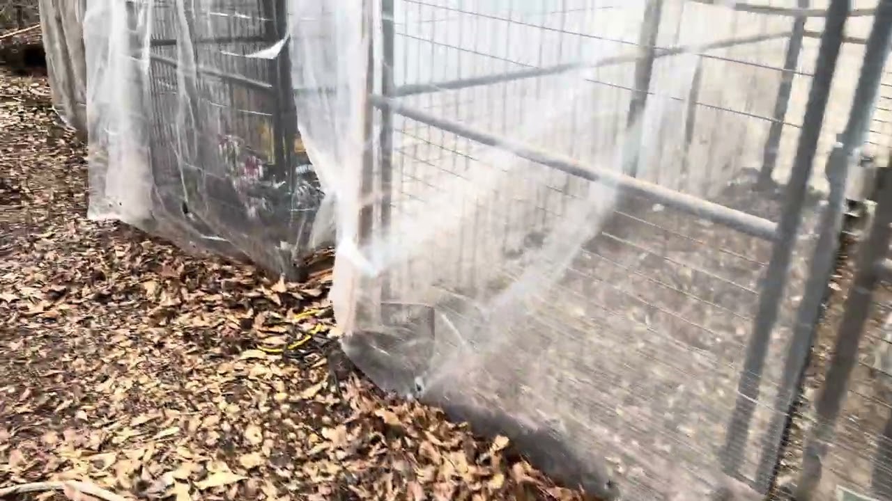 How I winterize my chicken pens