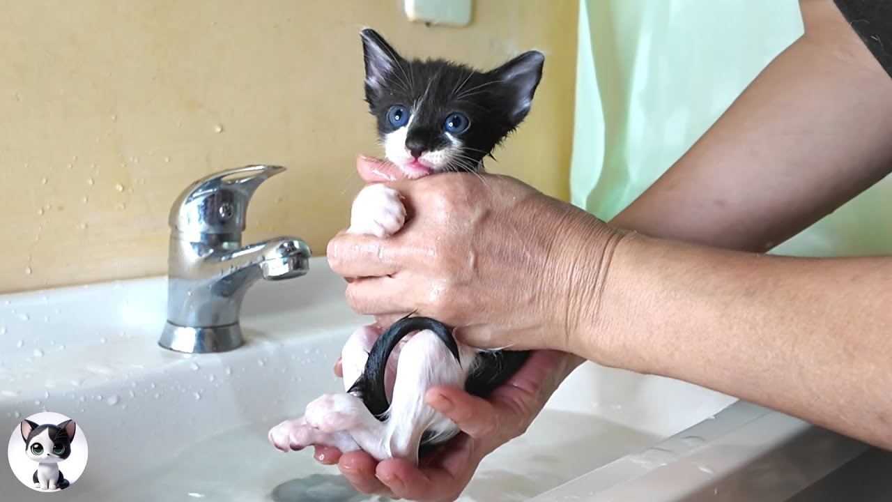 Первая ванна от блох для котенка… и она растаяла в воде