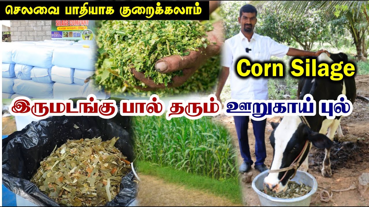 பால் உற்பத்தியை அதிகரிக்கும் சுத்தமான Silage | செலவை பாதியாக குறைக்கலாம் | Cattle Feed | Corn Silage