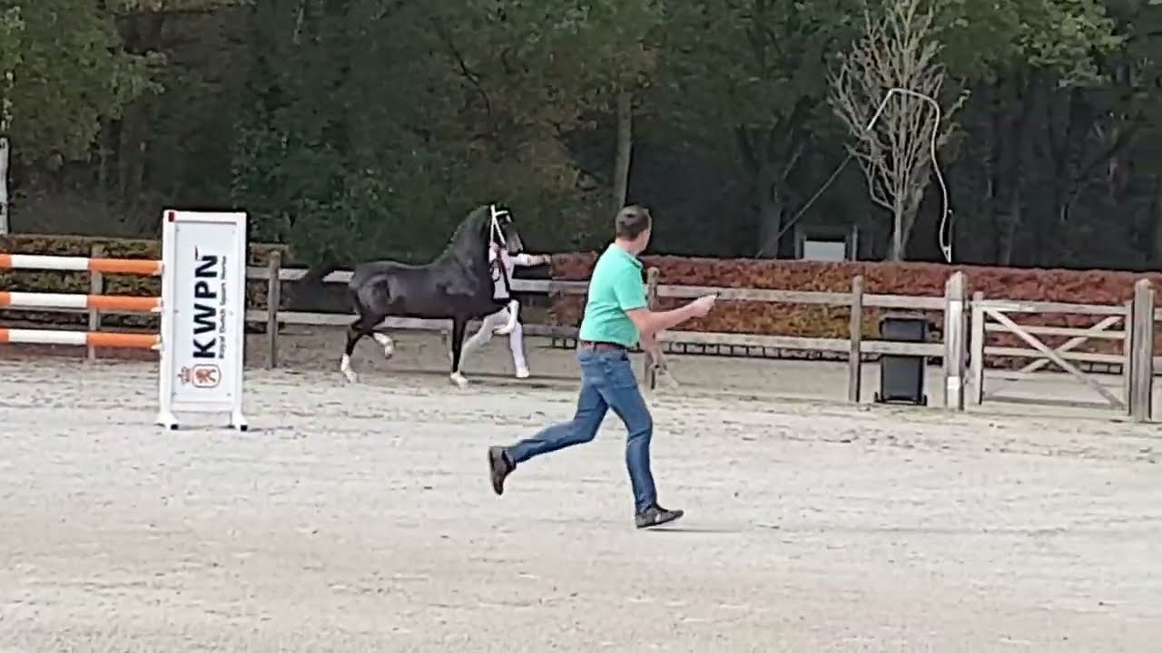 Oberon (Icellie x Cizandro), Uitslag & Toelichting VO, 29-10-2022