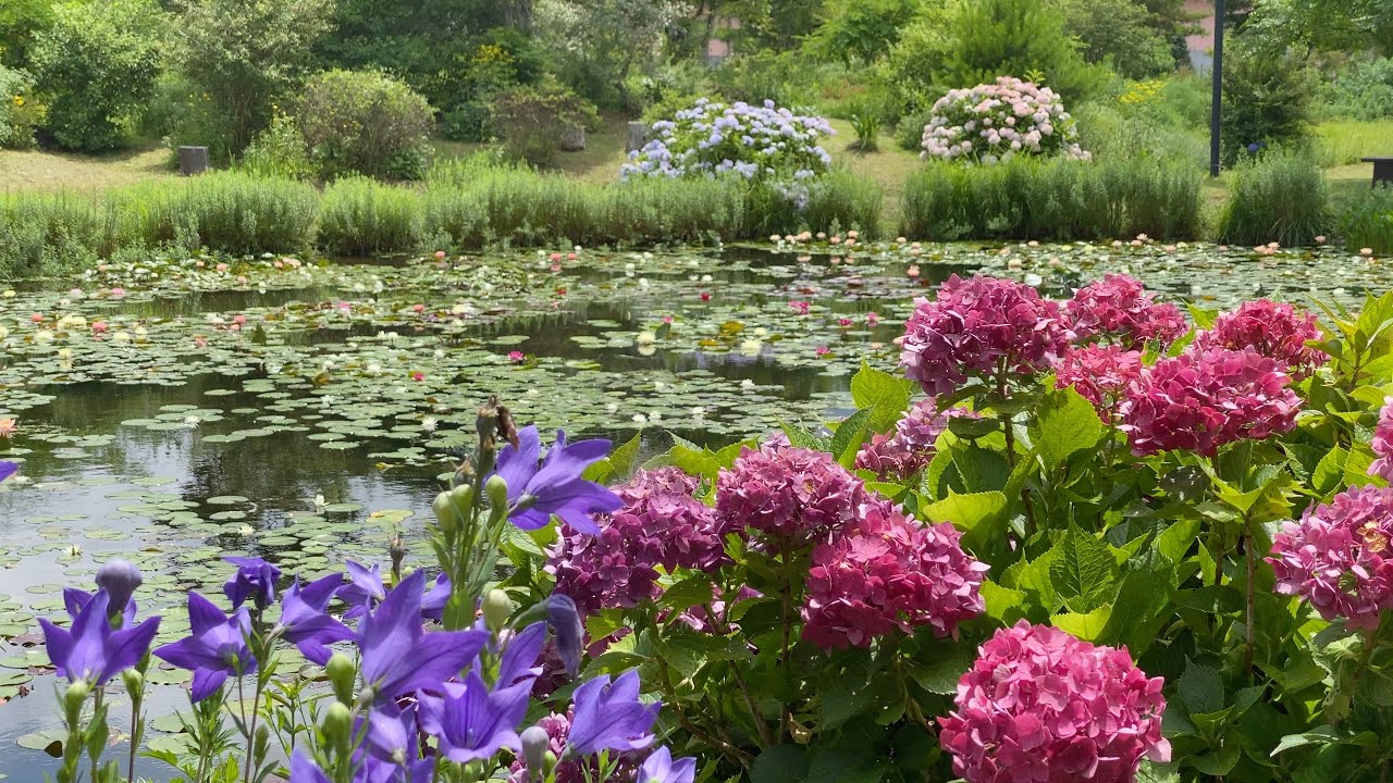 2021/06/30　睡蓮と紫陽花　星ヶ丘公園　〜高知県三原村〜