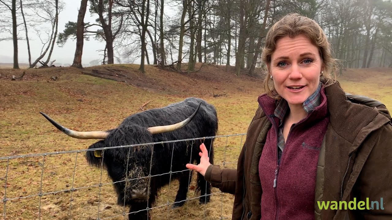 Schotse hooglander - Hanne's Wandelwereld
