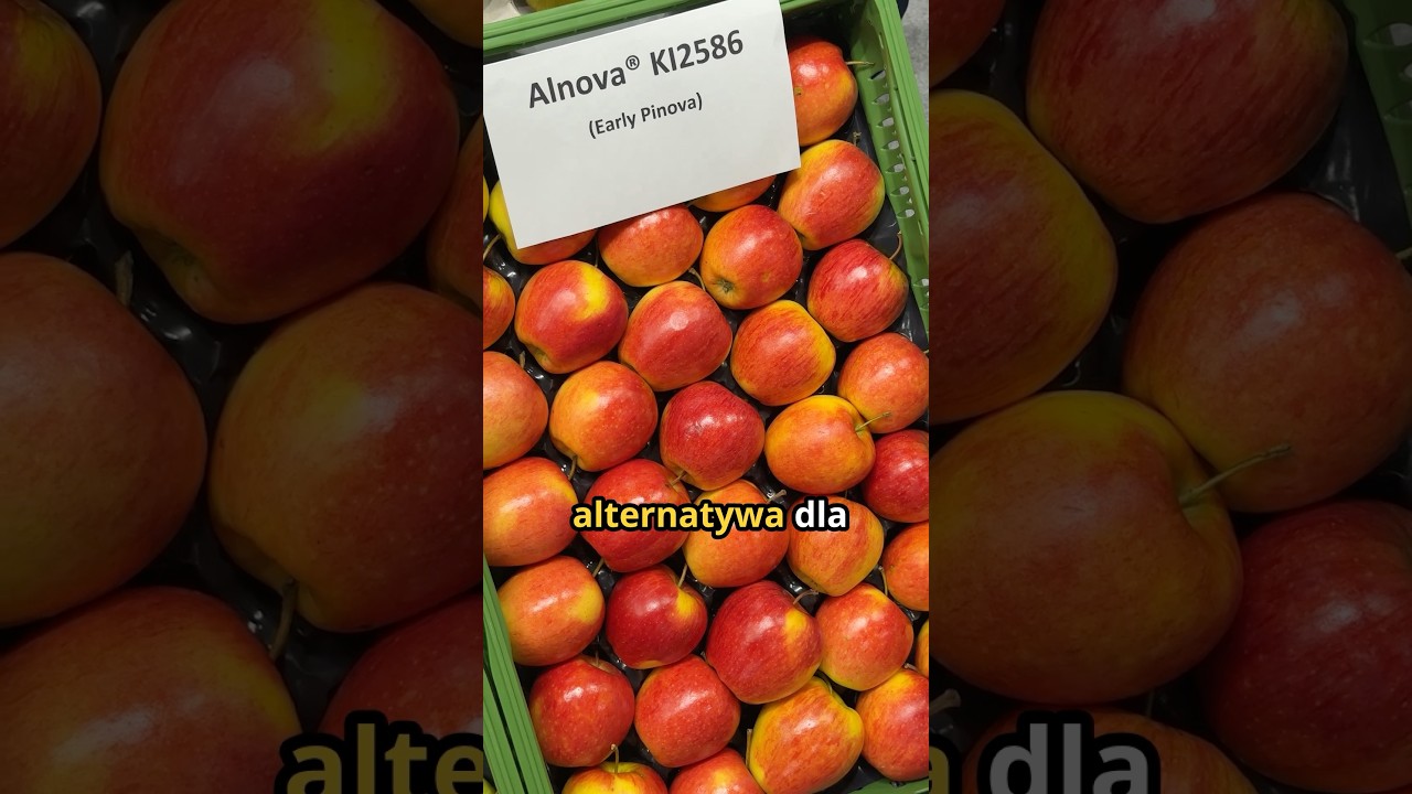 Alnova KI2586 - wczesna Pinova - jakie to jabłko?