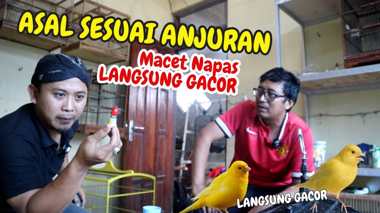 Kenari Napas, Macet Bunyi Bahkan Serak Bisa Jadi Kita Salah Terapkan Obat