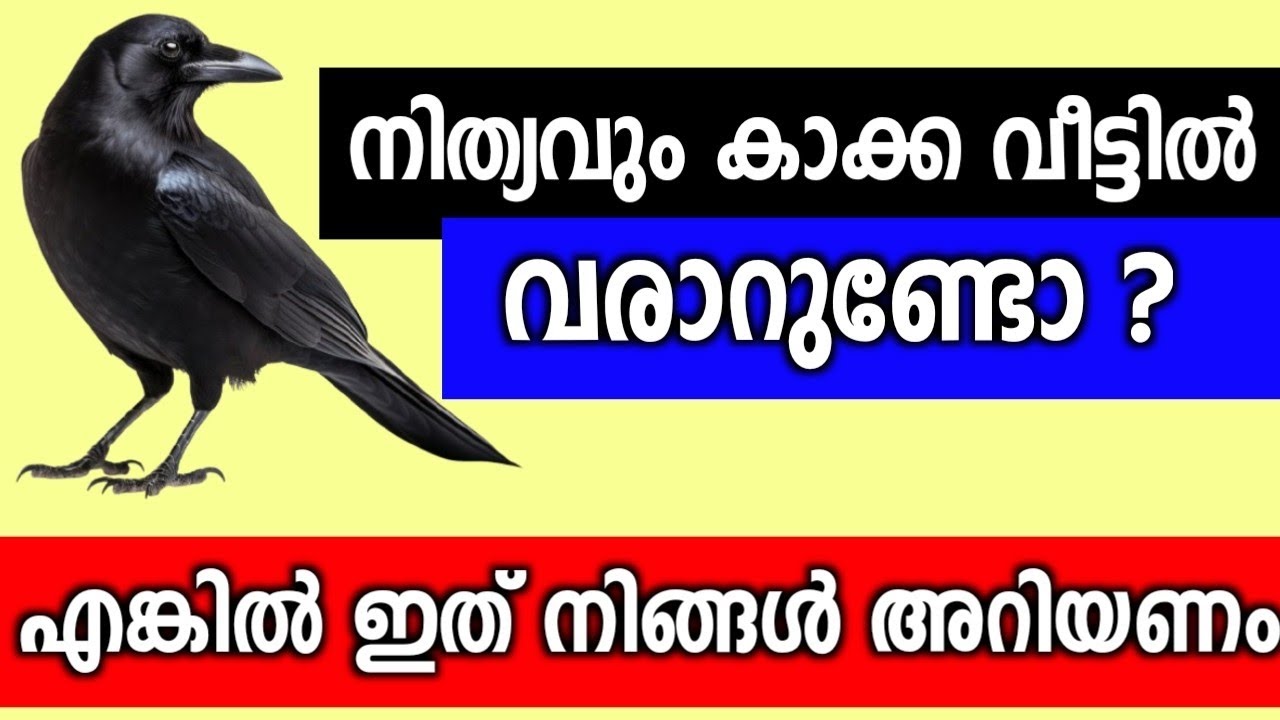 നിങ്ങളുടെ വീട്ടിൽ കാക്ക വരാറുണ്ടോ ? എന്നാൽ ഇത് അറിയണം... അല്ലെങ്കിൽ പലതും നഷ്ടമാകാം...