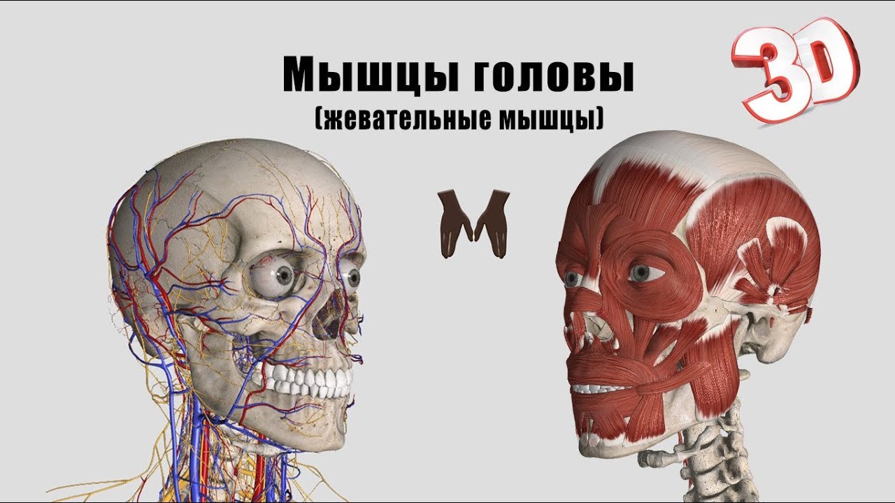 Жевательные мышцы - детальный обзор 3д