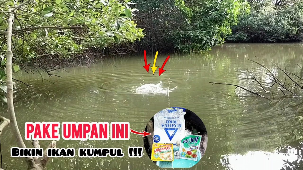 Pake umpan ini engga butu waktu lama|| ikan belanak langsung ngumpul