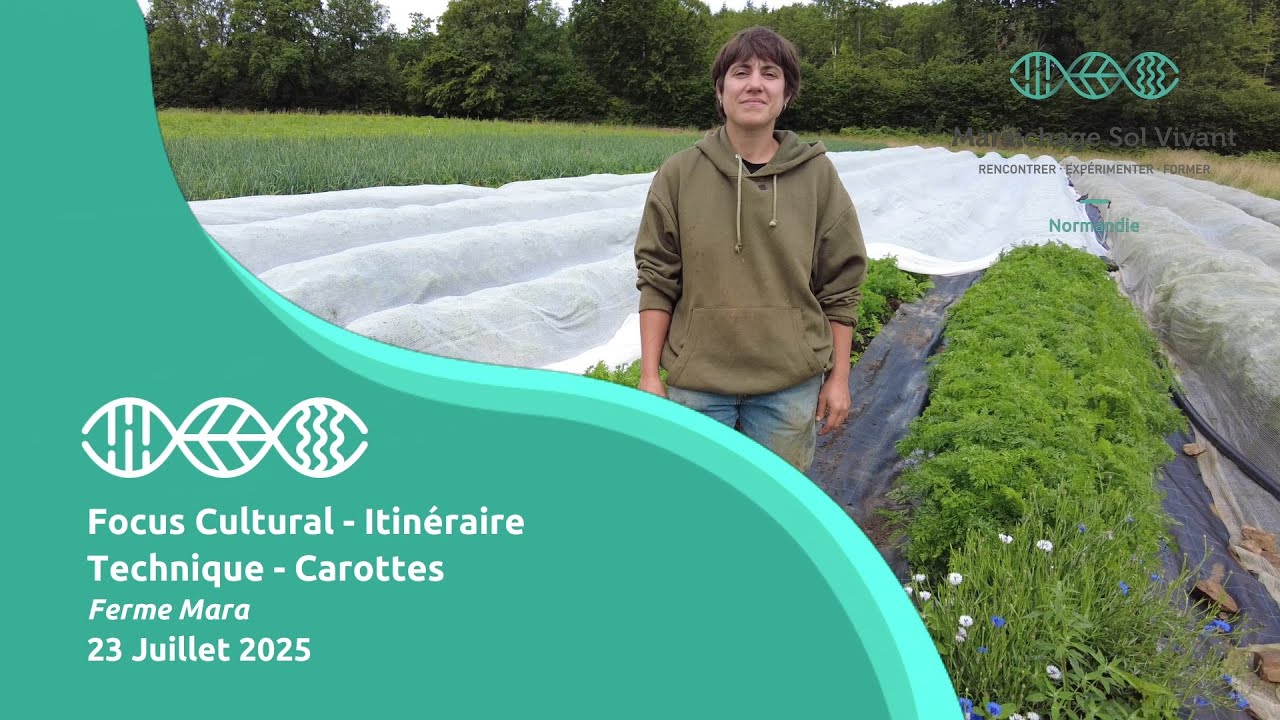 Focus Cultural - Itinéraire Technique - Carottes - Ferme Mara