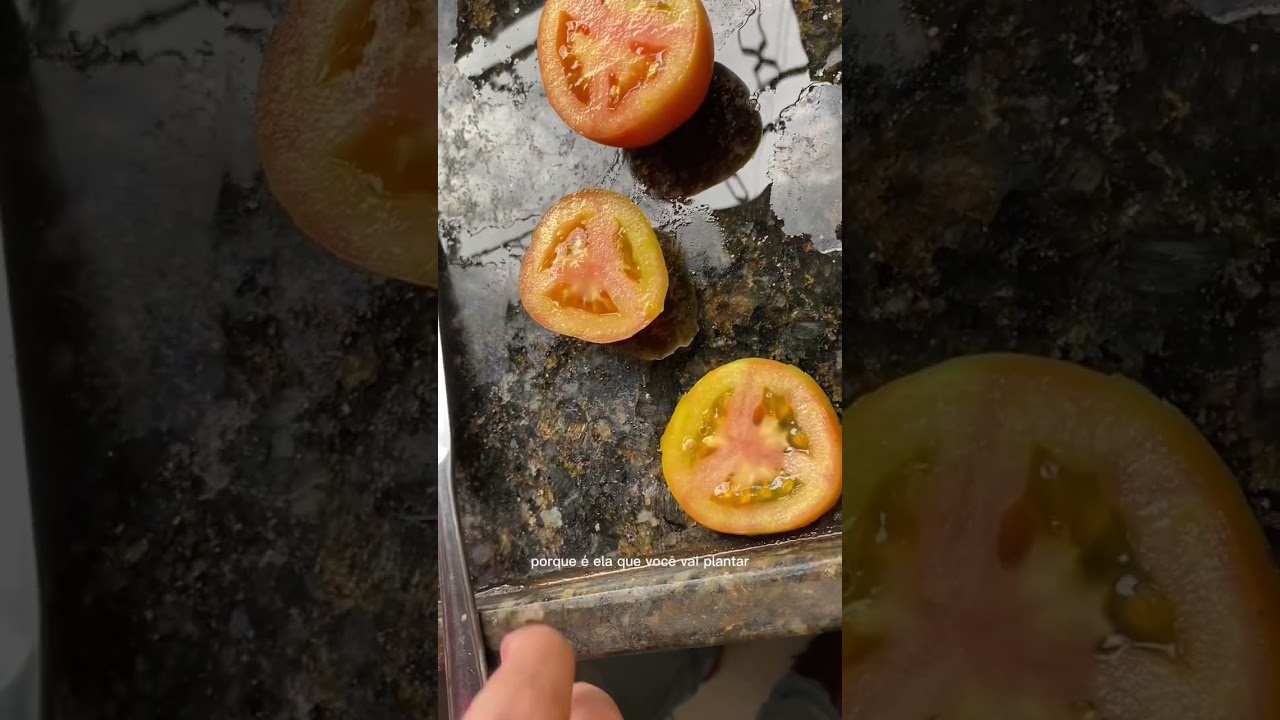 Plantando tomate em casa 🍅 #agriculture #hortaorg&acirc;nica #hortaemvaso #agronomiaporamor