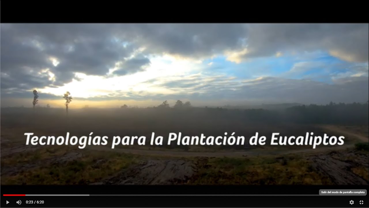 Plantación eucalipto - Parte I -