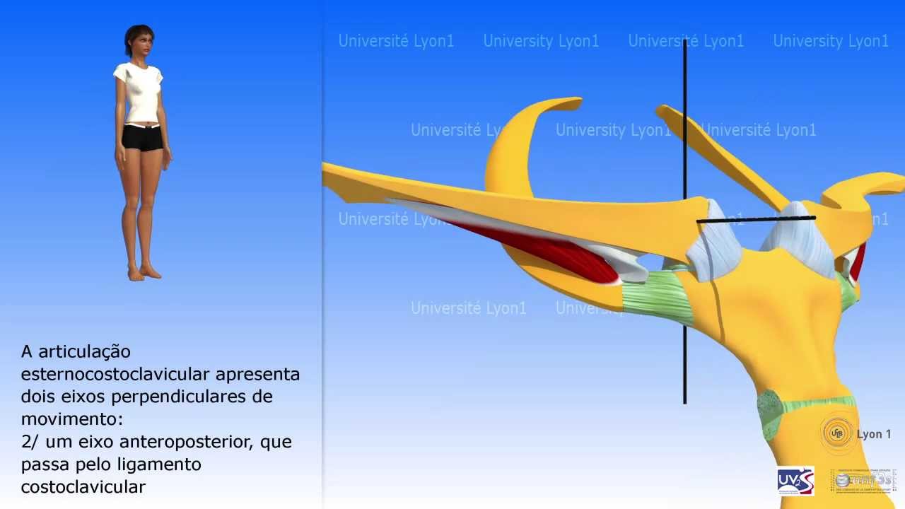 A articulação esternocostoclavicular