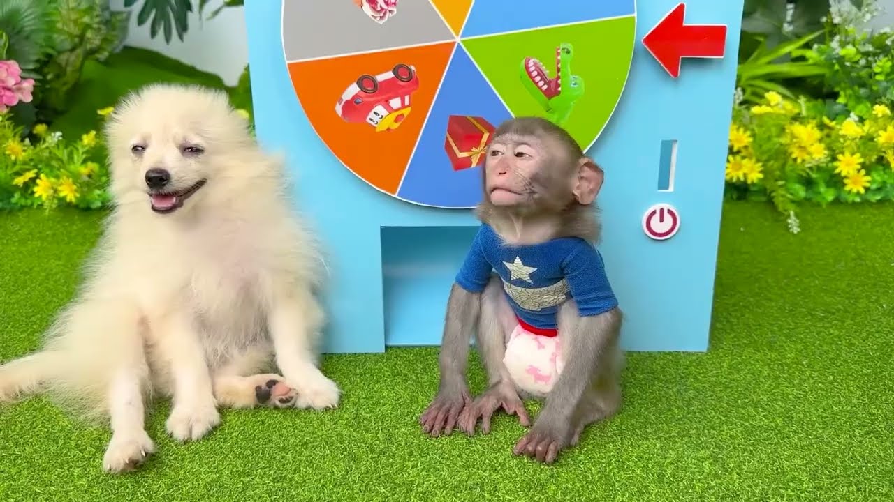 Małpka Chu w sklepie z zabawkami i je lody ze szczeniakiem w basenie 2024 @kidslaki