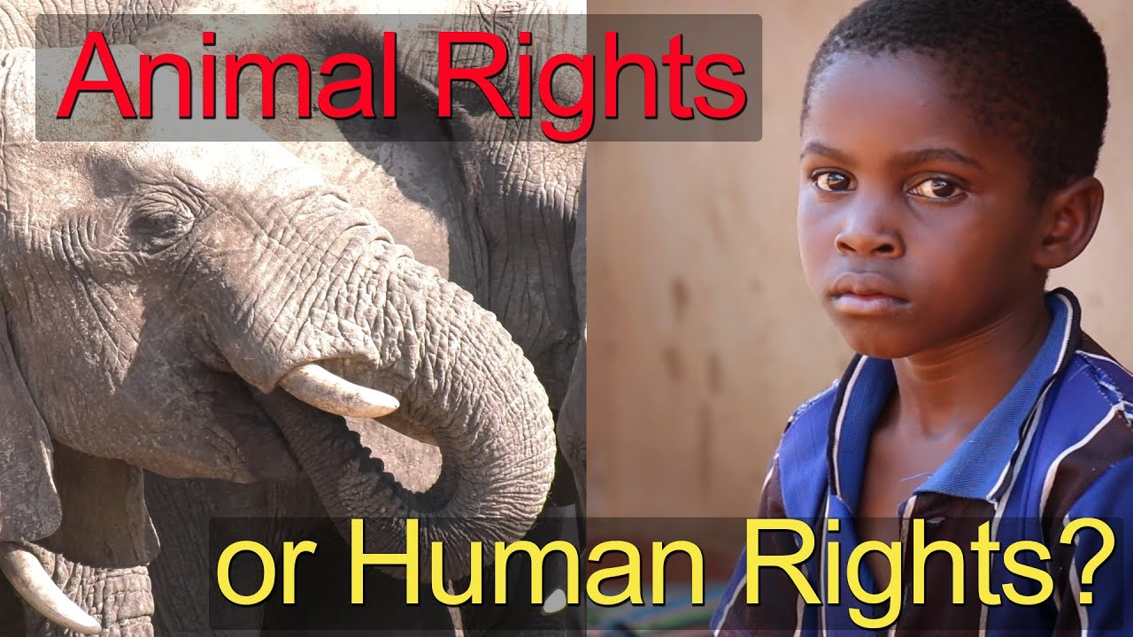 Animal Rights or Human Rights?