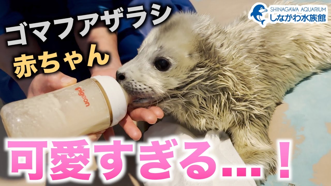 ゴマフアザラシの赤ちゃん～授乳編～＠しながわ水族館【しぶき】