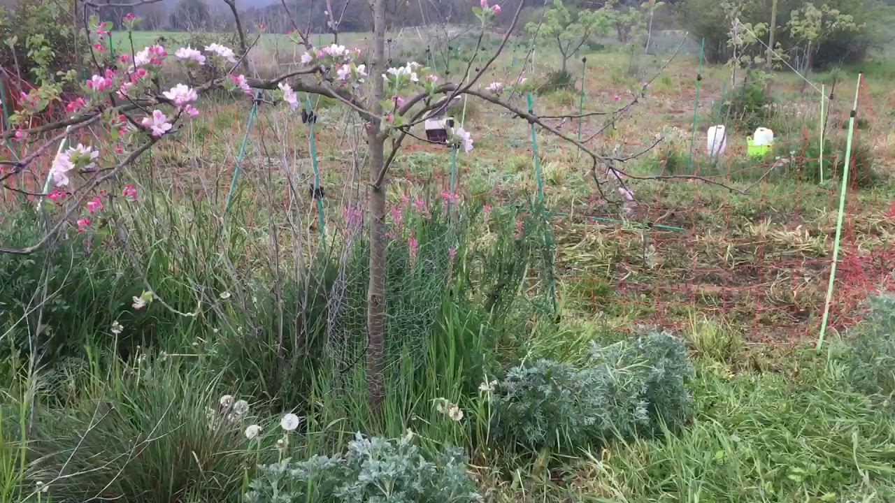 El efecto de las ovejas en el bosque de alimentos
