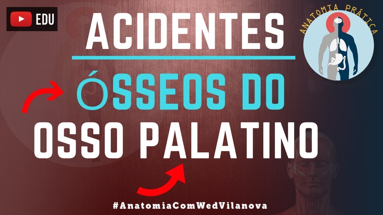 Osso Palatino ACIDENTES ÓSSEOS! Quais são❗❓DESCUBRA AQUI❗ [Anatomia Prática]