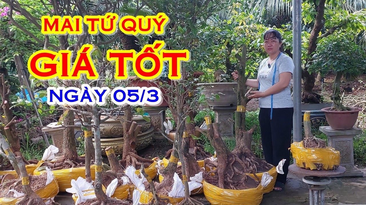 THÁI BẰNG 📲 O9O9766359 GIÁ TỐT - MAI TỨ QUÝ DÁNG ĐẸP GIAO LƯU NGÀY 05/3 MAIVANGNAMBO