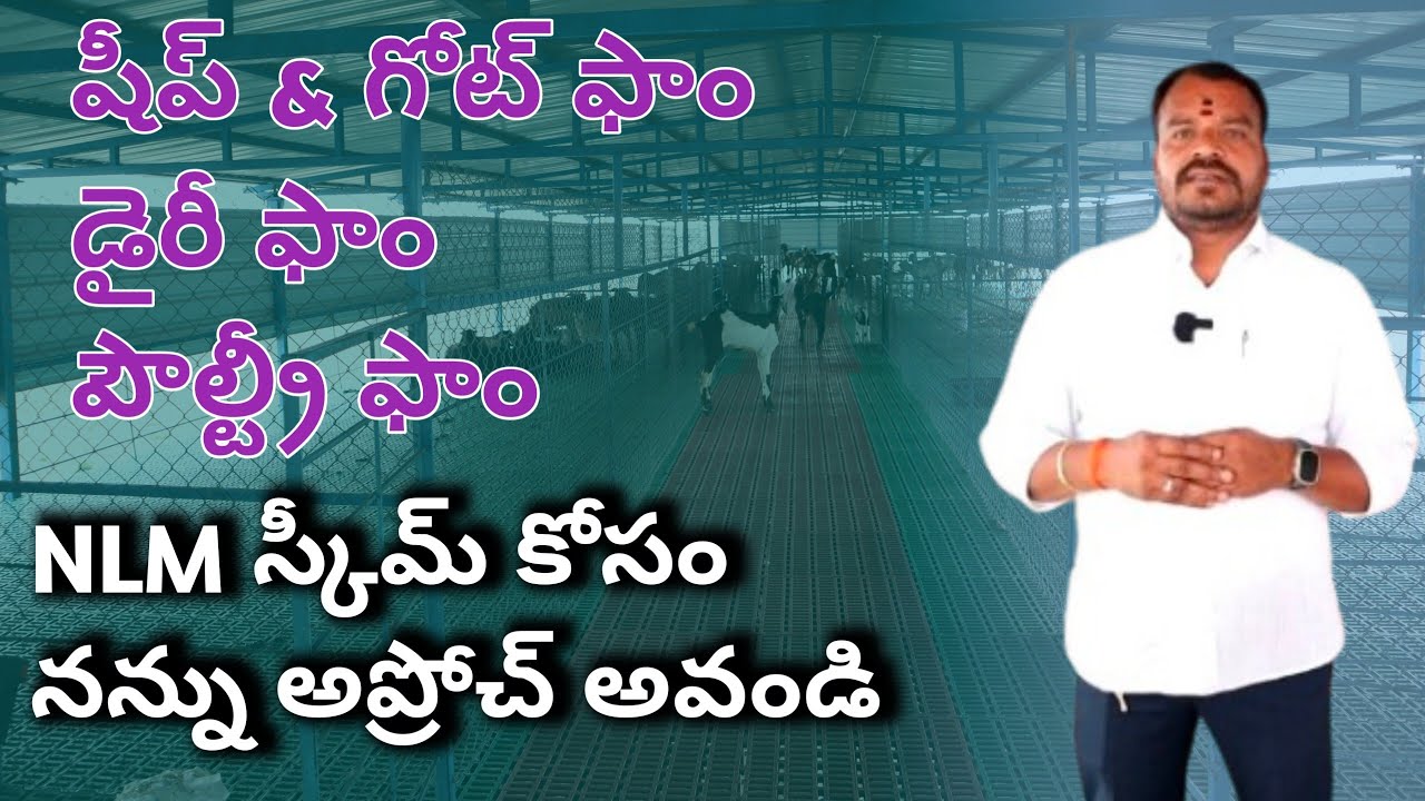 sheep & goat ,dairy farm, poultry farm nlm scheme/ NLM స్కీమ్ అప్రోచ్