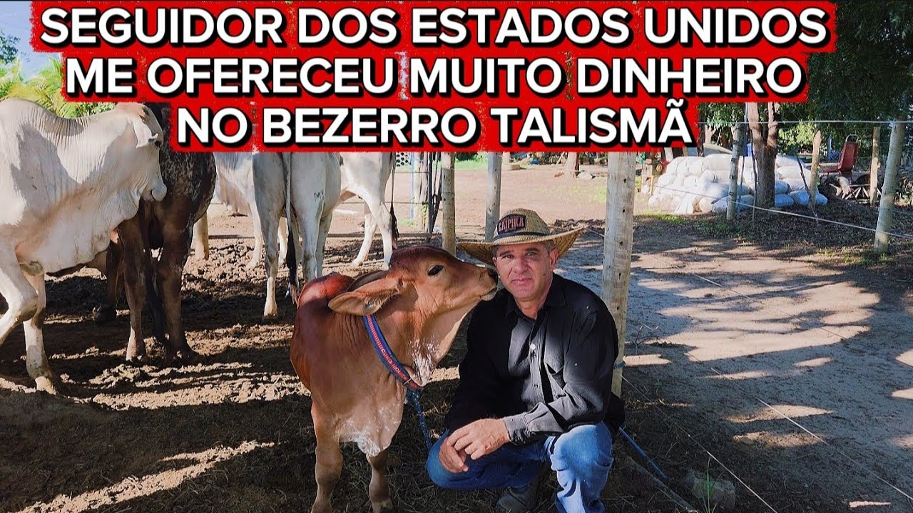 ME OFERECERAM MUITO DINHEIRO NO BEZERRO TALISMÃ