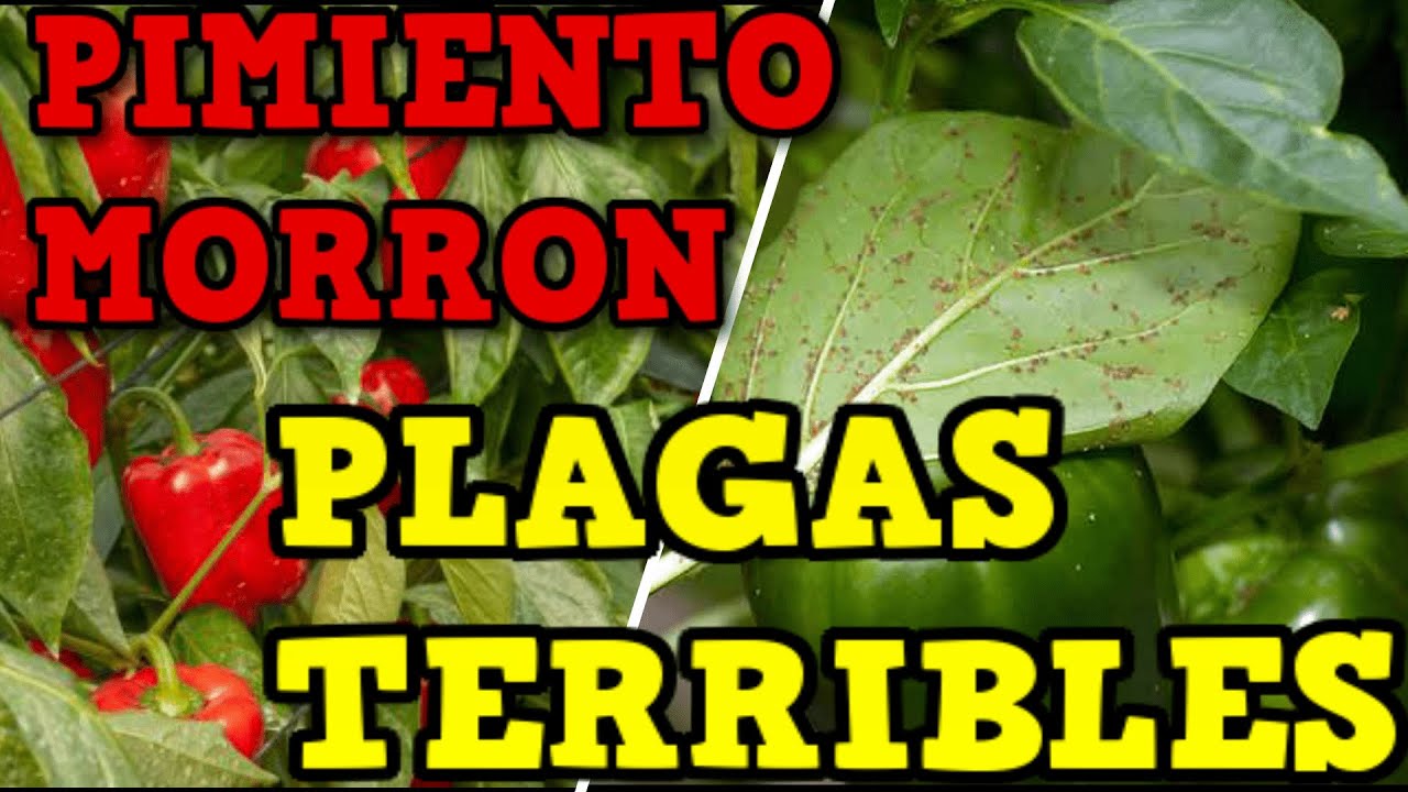 5 Plagas del Cultivo de Pimientos - Morrón - Ají | Cómo Combatirlas