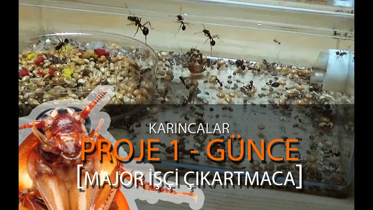 Canlı Yemle Karınca Besleme - Proje 1 Koloni