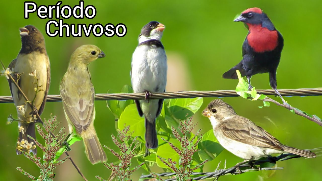 DESVENDANDO O MISTÉRIO DAS AVES DA MIGRAÇÃO | A CHEGADA DAS AVES NO PERÍODO CHUVOSO UM ESPETÁCULO. 