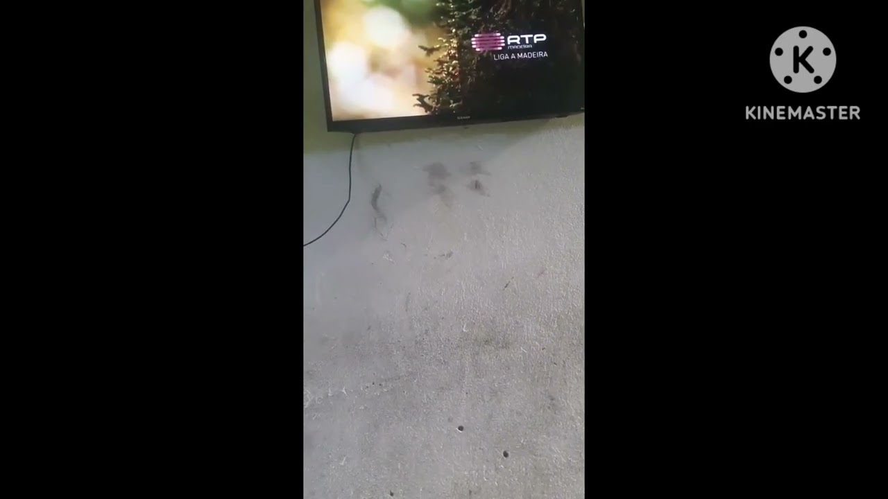 Cronologia de Separadores RTP Madeira 1972-2026