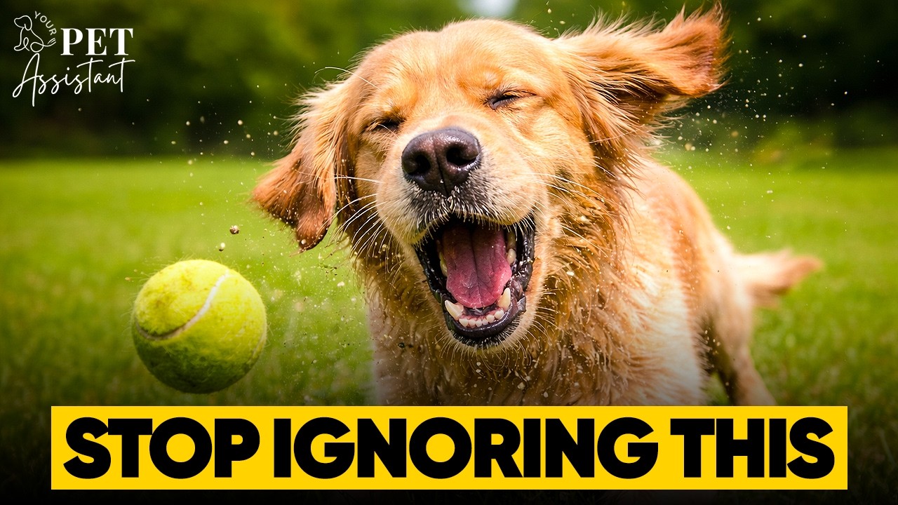 Why Dogs Do Odd Behaviors Human Misinterpret (And What They Really Mean)