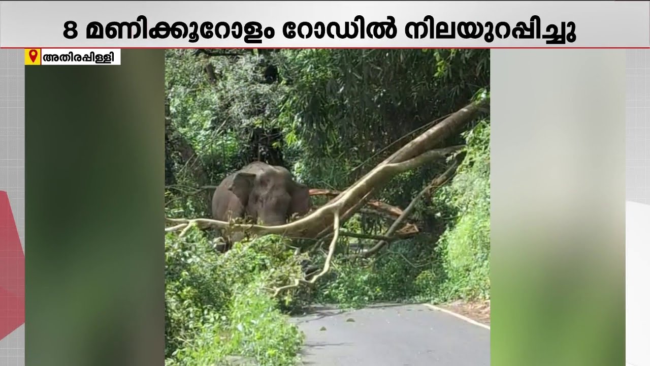 അതിരപ്പിള്ളി മലക്കപ്പാറ റോഡിൽ കബാലി ഷോ; 8 മണിക്കൂറോളം വാഹനങ്ങൾ വനപാതയിൽ കുടുങ്ങി | Kabali Elephant