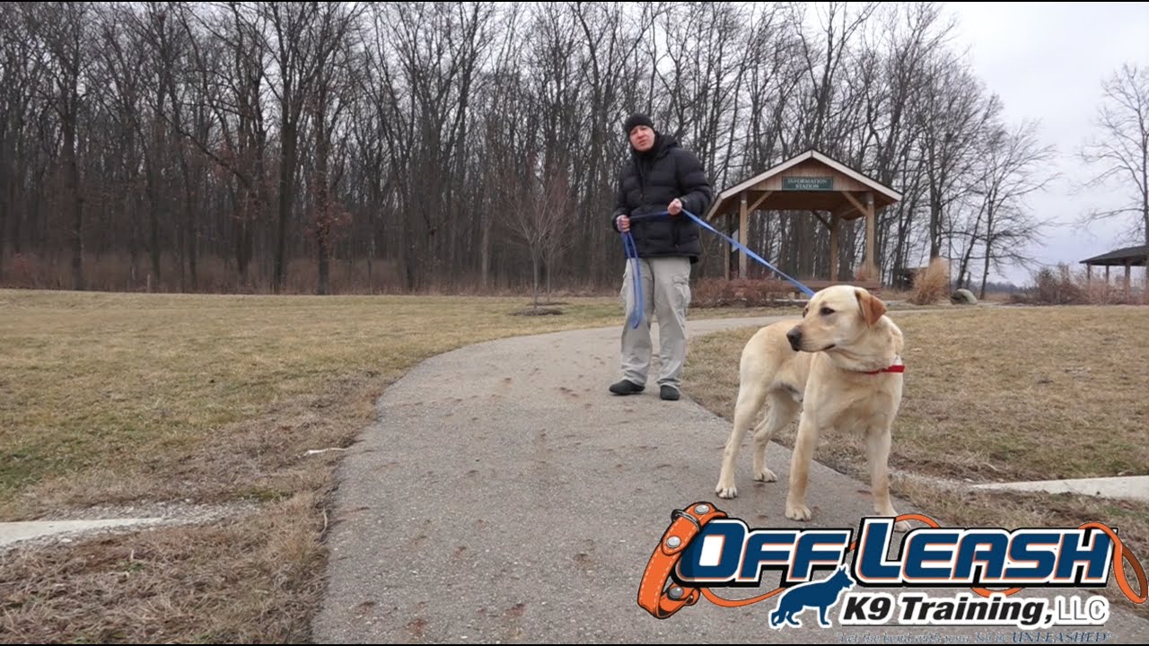 Dog Training: 1 Year Old Labrador Retriever, Chester! Before/After 2 Week Board and Train!