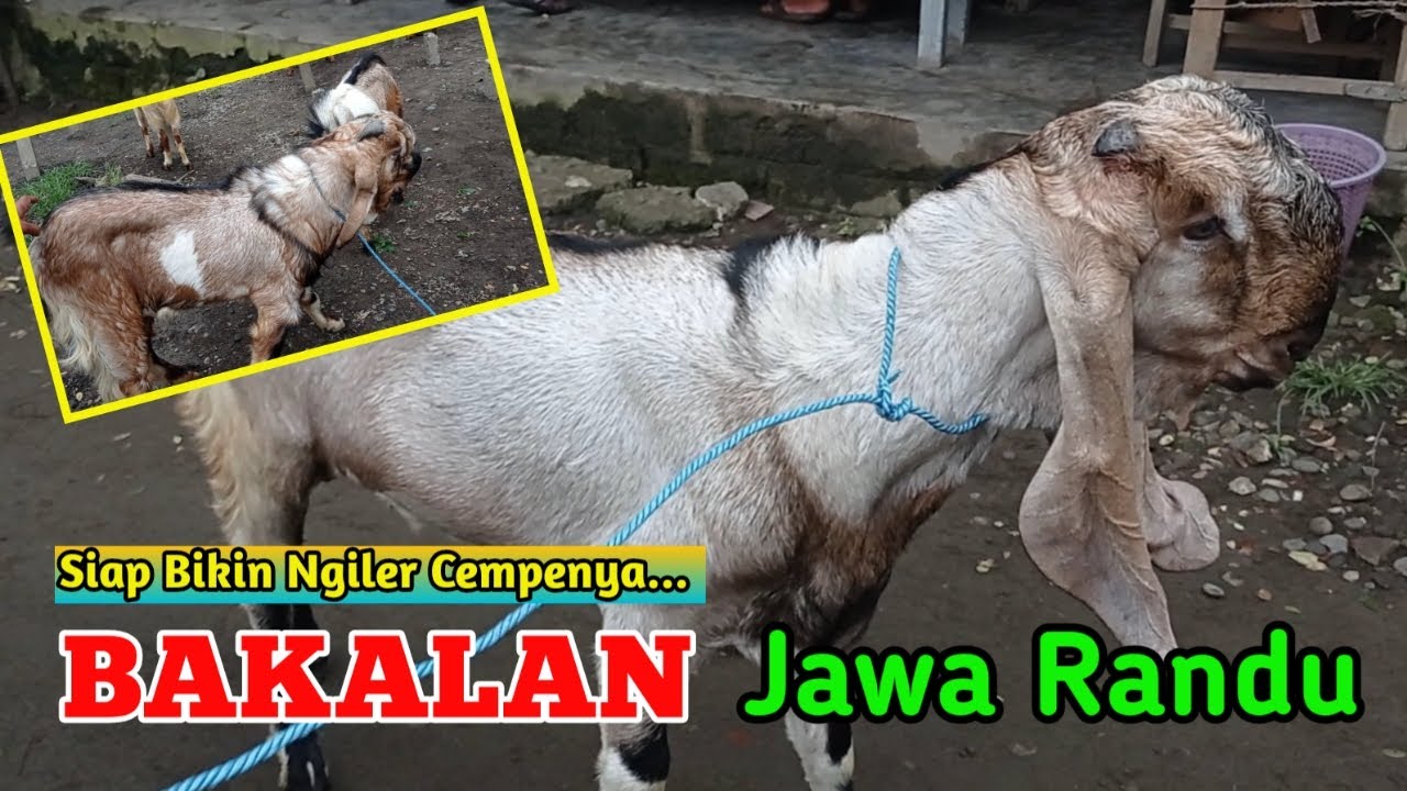 BIKIN NGILER KAMBINGNYA BANYAK YANG ISTIMEWA | BAKALAN JAWA RANDU