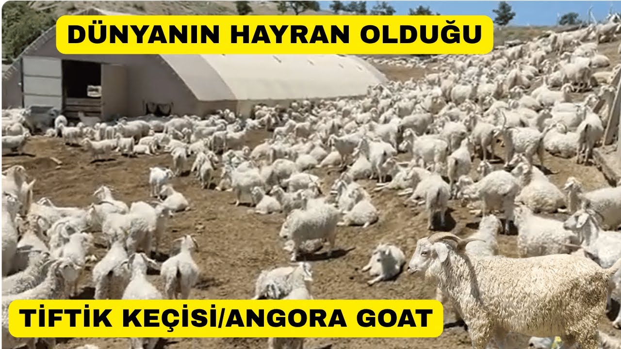 DÜNYANIN En Değerli Keçisi ANADOLU'nun Bağrından TİFTİK KEÇİSİ!