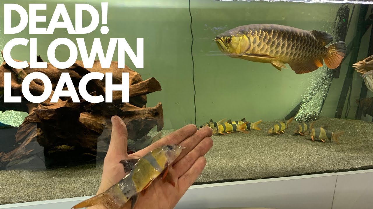 DEAD CLOWN LOACH
