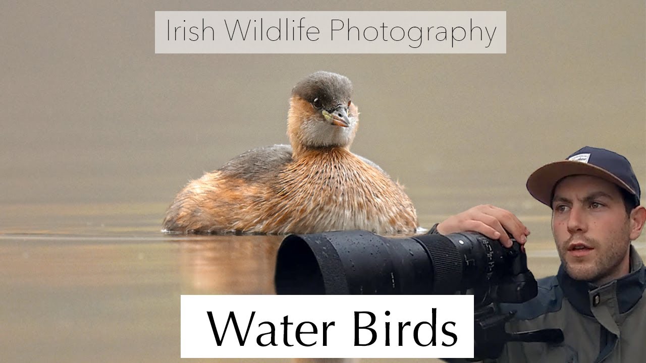 Water Birds - Irish Wildlife Photography.