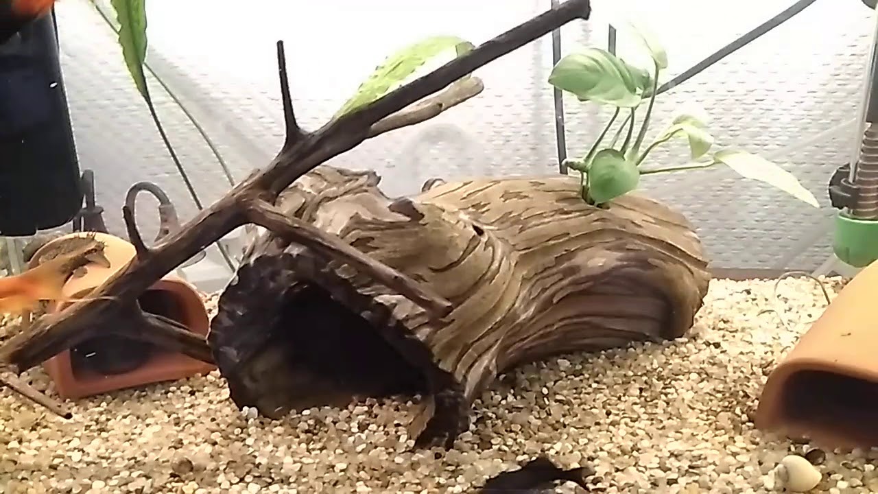 Нерест анциструсов в общем аквариуме.