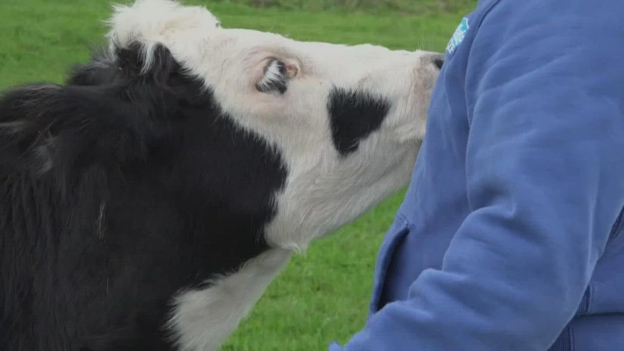 Eight cows killed by lightning in Vassalboro