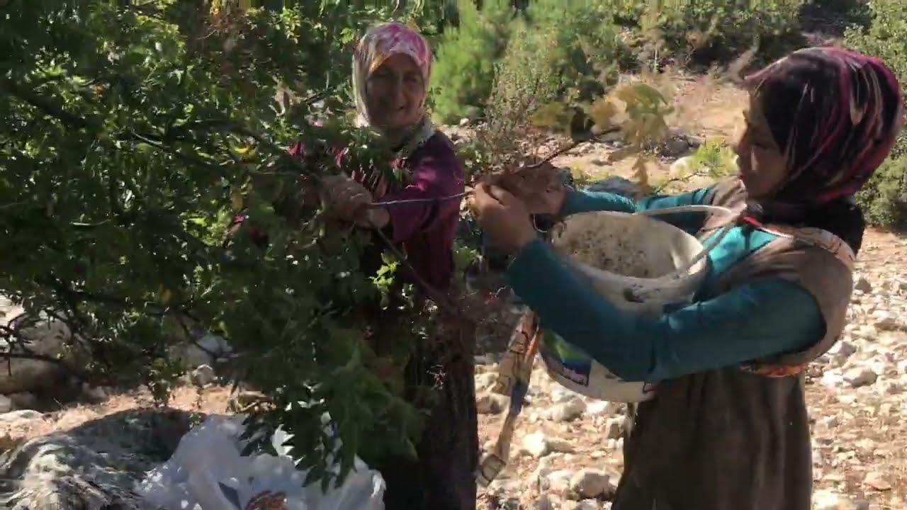 Çıtlık (menengiç) topladık 😍🥳 #köy #short #vlog