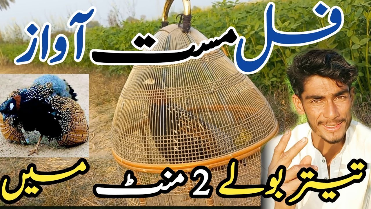 Full Masat Awaaz || Teetar Bole 2 mintue me|Kale teetar ki awaaz|Kala teetar ki awaz|black teetar 